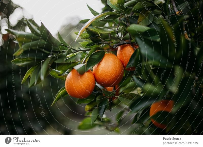 Orangen in einem Baum orange Frucht Gesundheit Vitamin Ernährung Lebensmittel Bioprodukte Farbfoto Gesunde Ernährung lecker Tag Vitamin C frisch natürlich Essen