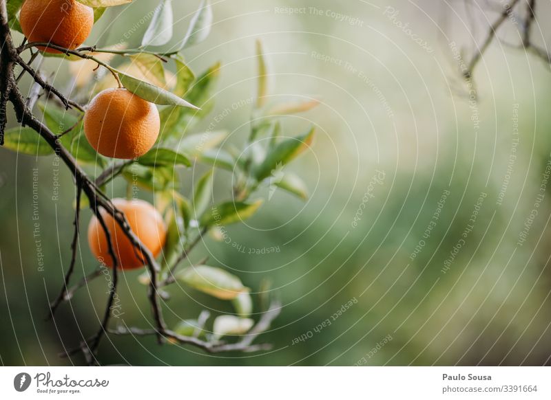 Orangen in einem Baum mit Kopierraumrecht Orangenbaum orange Natur Außenaufnahme Farbfoto Blatt Frucht Umwelt Schönes Wetter Schwache Tiefenschärfe Sonnenlicht