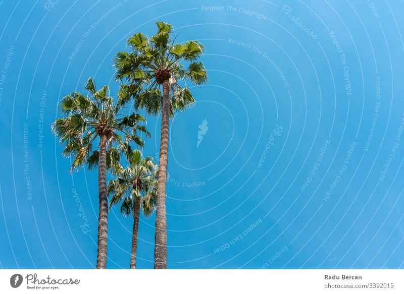 Palmen im Bundesstaat Kalifornien Sonnenlicht idyllisch ruhig Kokosnuss Bäume Menschengruppe Urlaub malerisch Design amerika USA Los Angeles Tiefblick