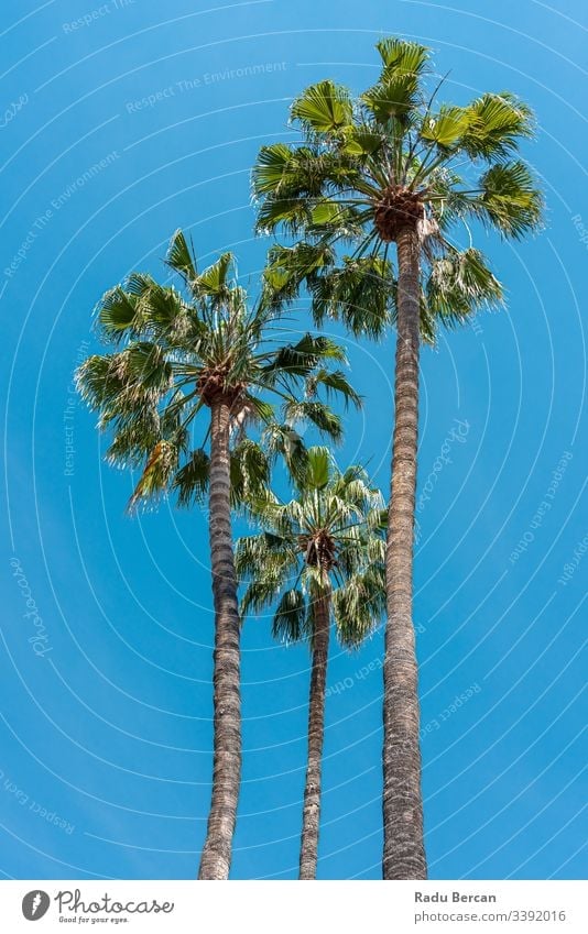 Palmen im Bundesstaat Kalifornien Sonnenlicht idyllisch ruhig Kokosnuss Bäume Menschengruppe Urlaub malerisch Design amerika USA Los Angeles Tiefblick