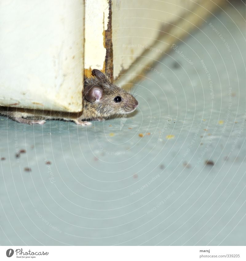 Eine Hausmaus, die vorsichtig schaut, ob die Luft rein ist. Tier Haustier Maus 1 beobachten einfach Ekel gruselig grau Farbfoto Gedeckte Farben Innenaufnahme