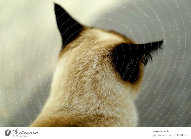 Katzenkopf von hinten im Lauschmodus Schwache Tiefenschärfe Tag Menschenleer Detailaufnahme Außenaufnahme Farbfoto Originalität Neugier natürlich Wildtier Tier