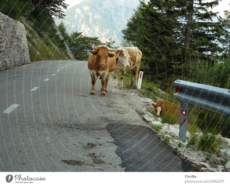Kühe auf einem Pass in den Allgäuer Alpen alpenländisch Berge kühe rotbunt vieh fleckvieh Nutztier Straße Alpenpass Straße passieren gebirge hochgebirge kalb