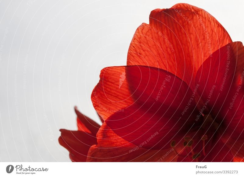 r wie... | rot Blume Blüte Amaryllidaceae Amaryllis Ritterstern Zwiebelblume Hippeastrum aus Südamerika Zierblume Blütenblätter Stempel Staubfäden Gegenlicht