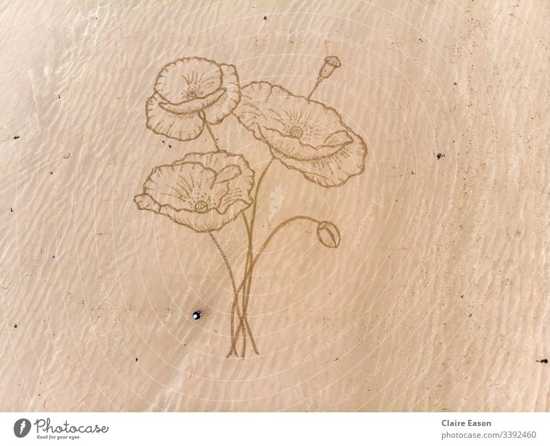 Riesige Sandkunstzeichnung von Mohnblumen mit einer Person für den Maßstab Riese Blumen Strand Küste nachhaltig Ökotourismus ephemere Kunst Natur Umwelt