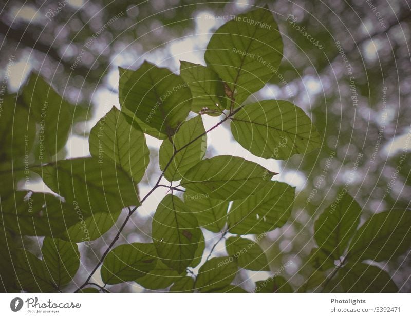 Blätter - Buche Schwache Tiefenschärfe Silhouette Kontrast Schatten Licht Menschenleer Detailaufnahme Außenaufnahme Farbfoto Zweige u. Äste Baumstamm grün