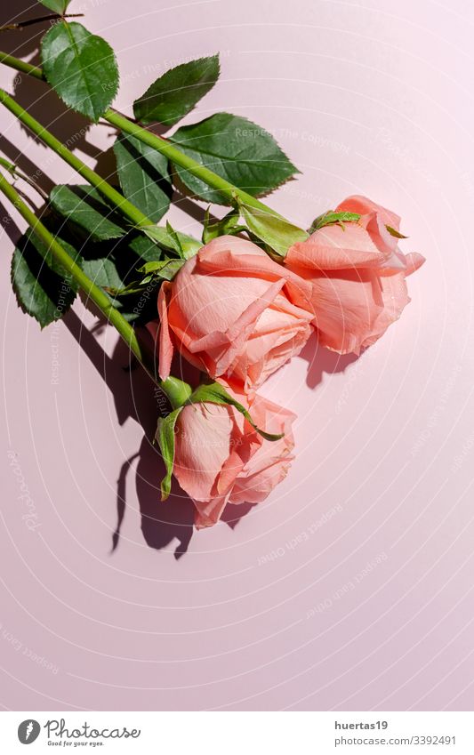 Wunderschöne Sträuße mit frischen Frühlingsblumen Blume Hintergrund Postkarte Blütenblätter Valentinsgruß Jahrestag Feier Liebe Romantik natürlich geblümt Natur