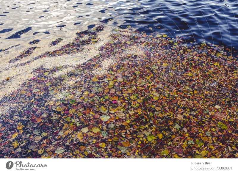 Zusammengetriebenes Laub auf dem Wasser in einem Hafenbecken Herbst Meer Blätter Spiegelung bunt Vielfalt treiben Schicht Natur Im Wasser treiben See