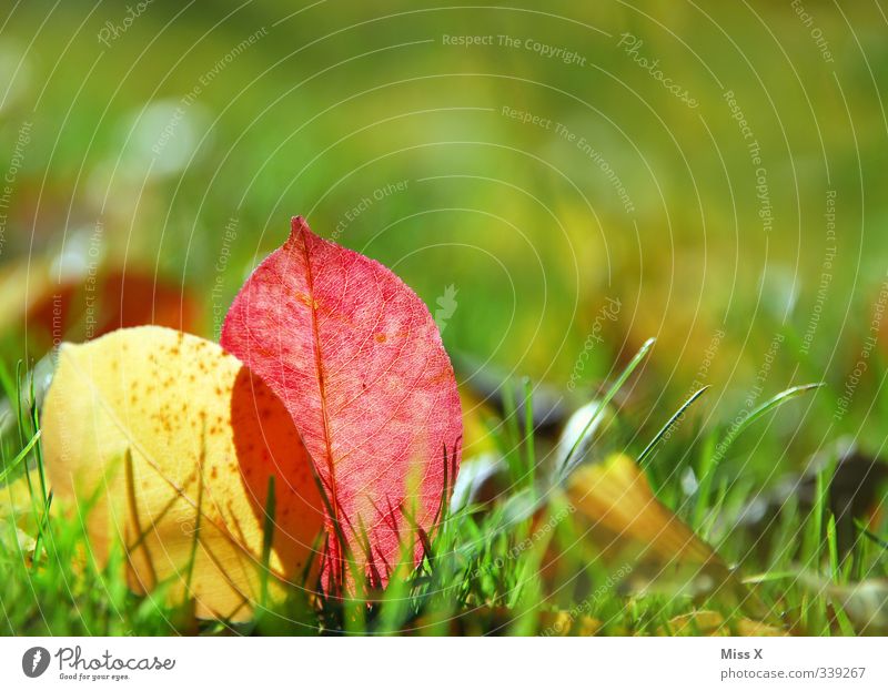 der Herbst ist da Gras Blatt Wiese dehydrieren mehrfarbig Herbstlaub herbstlich Herbstbeginn Herbstfärbung Sonnenlicht Farbfoto Außenaufnahme Nahaufnahme