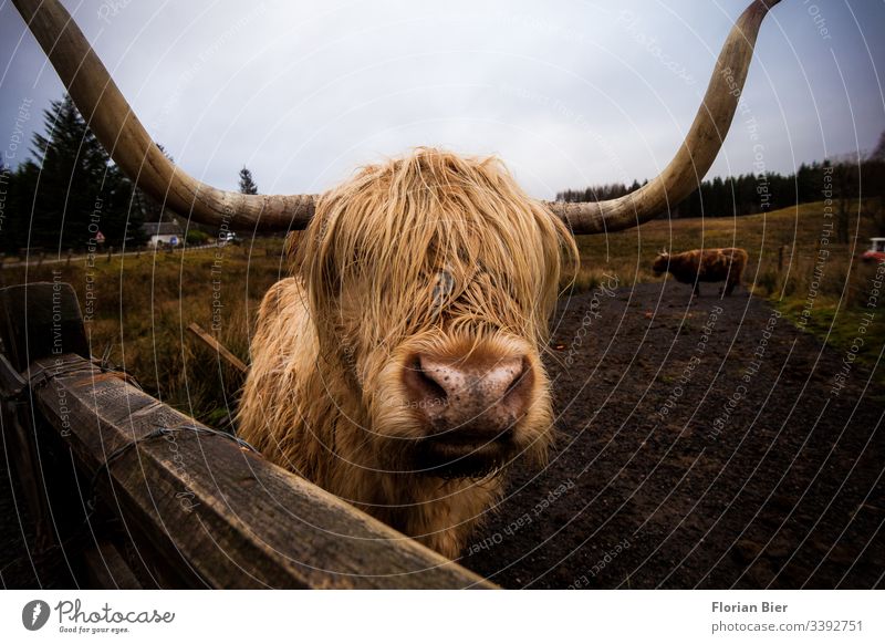 Highland Cow auf einer Weide in Schottland Kuh Highlandcow Tier Nutztier Hörner Horn Fell nass zottelig Zaun Gras Rind Essen Fleisch Durchblick gemühtlich Frei