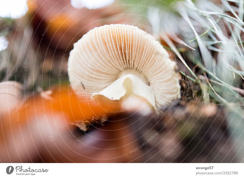 Unterseite mit den Lamellen eines auf der Seite liegenden Knollenblätterpilzes Herbst Sächsische Schweiz Pilz Pilzunterseite Untersicht Froschperspektive