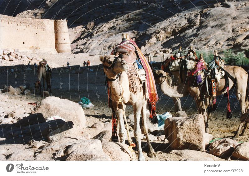 Kamele im Sinai Tier Morgen Ferien & Urlaub & Reisen Sonne Reitsport Berge u. Gebirge