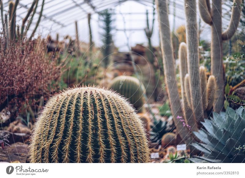 Kakteen im Gewächshaus Kaktus Kakteenstacheln Pflanze grün Farbfoto Stachel Natur Unschärfe Innenaufnahme Tag stachelig Spitze Wüste Menschenleer exotisch