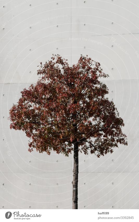 herbstlicher Baum vor Wand aus Sichtbeton Herbstlaub grau braun rotbraun Betonwand Strukturen & Formen Blatt Tag Außenaufnahme Umwelt Farbfoto Herbstfärbung