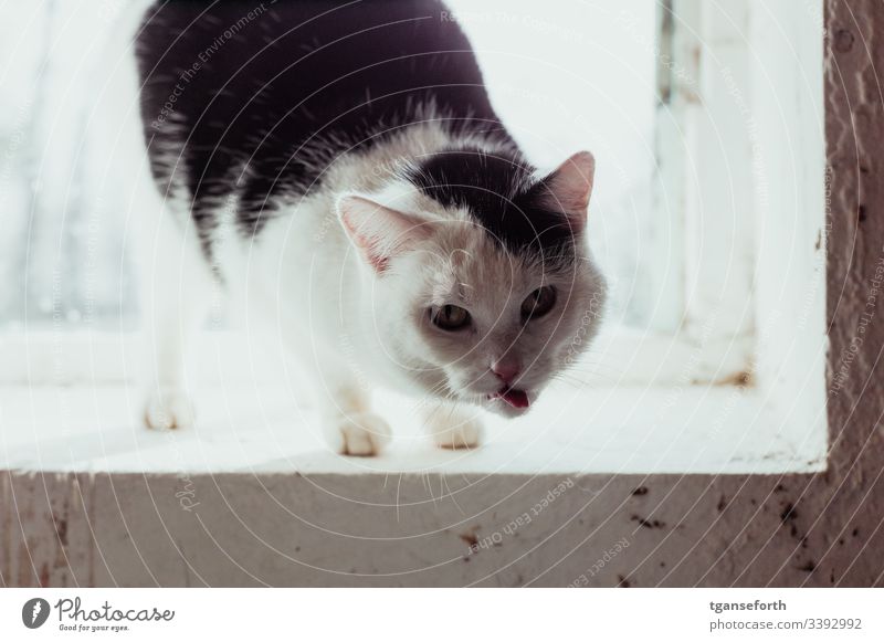 Katze streckt die Zunge raus fieß Tier Haustier Hauskatze Blick Menschenleer zunge zeigen Zunge rausstrecken Fell Tierporträt Tiergesicht Schnurrhaar