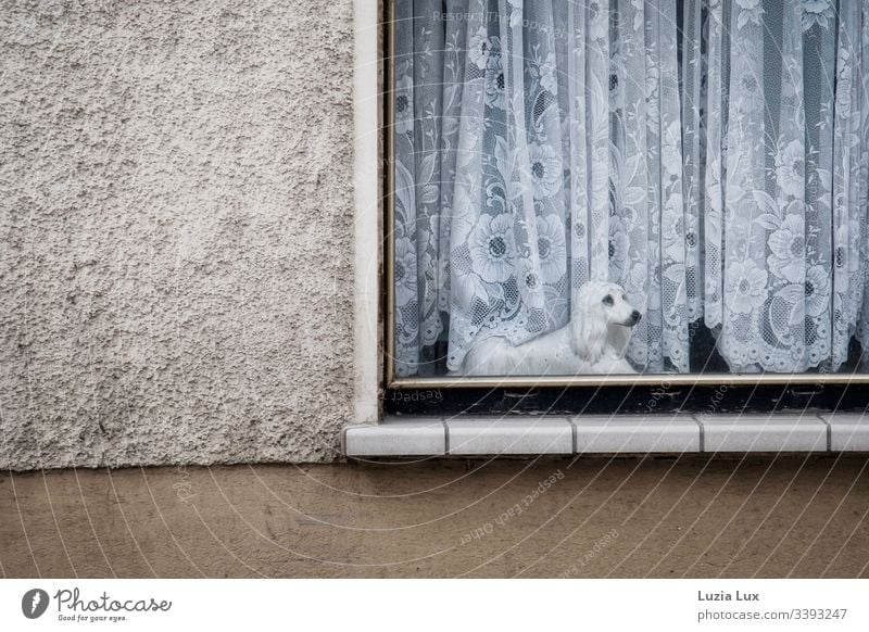 Fenster zur Straße, Hund aus Porzellan Hauswand Gardine Porzellanhund Hundefigur trauriger Blick Spitze Vorhang Spitzenvorhang beige triste alt eigenartig Stadt