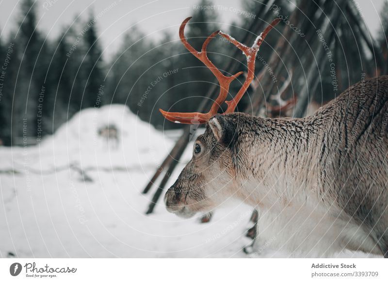 Rentiere in verschneiter Landschaft Winter Schnee Geweih Tier Lappland heimisch Säugetier Natur Finnland Hirsche niemand polar Norden kalt cool Frost Wetter