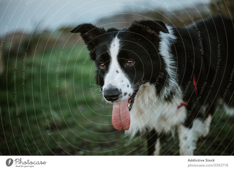 Glücklicher reinrassiger Hund genießt Spaziergang im Park genießen Reinrassig ausspannen Gras Haustier Eckzahn heimisch Freund Säugetier bezaubernd grün loyal
