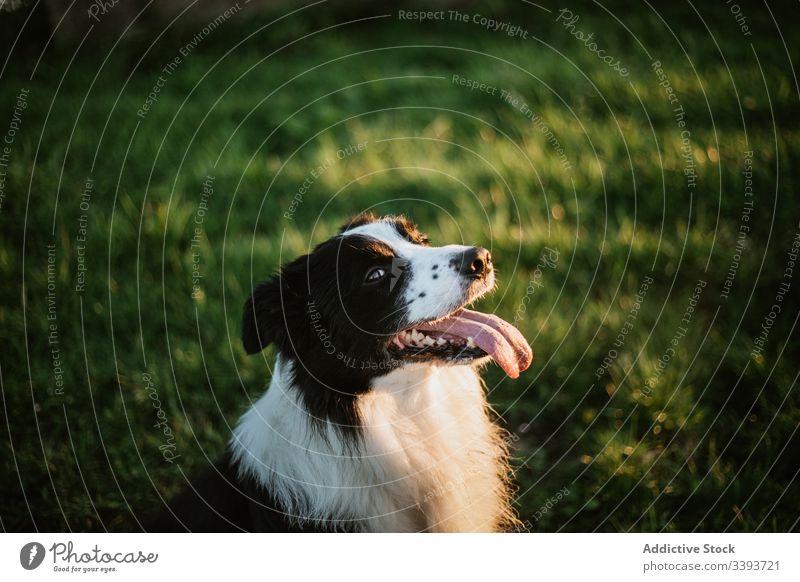 Glücklicher reinrassiger Hund genießt Spaziergang im Park genießen Reinrassig ausspannen Gras Haustier Eckzahn heimisch Freund Säugetier bezaubernd grün loyal