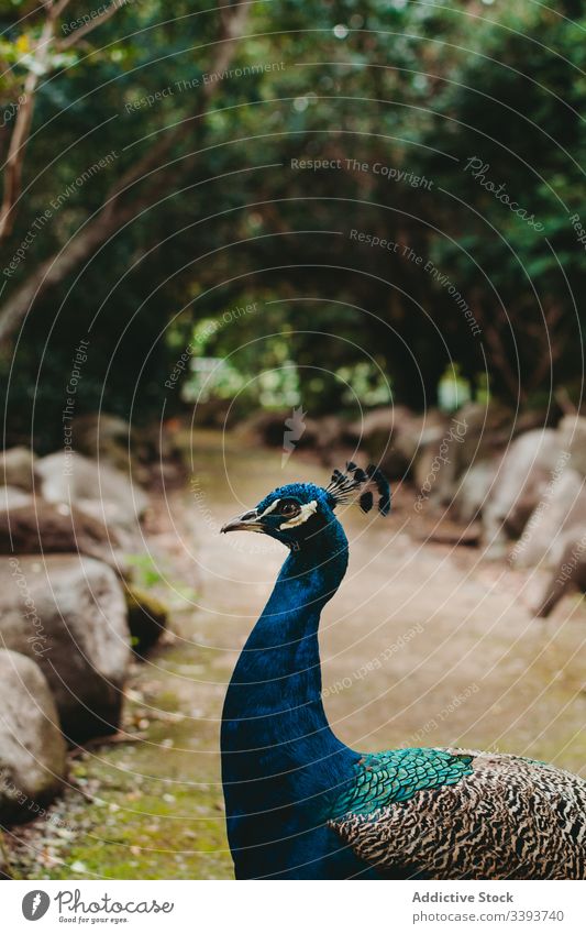 Schöner bunter Pfau auf grüner Allee Vogel Gasse farbenfroh Tier Pflanze Feder Zoo blau hell mehrfarbig Fauna Tierwelt Gefieder Tourismus exotisch Symbol