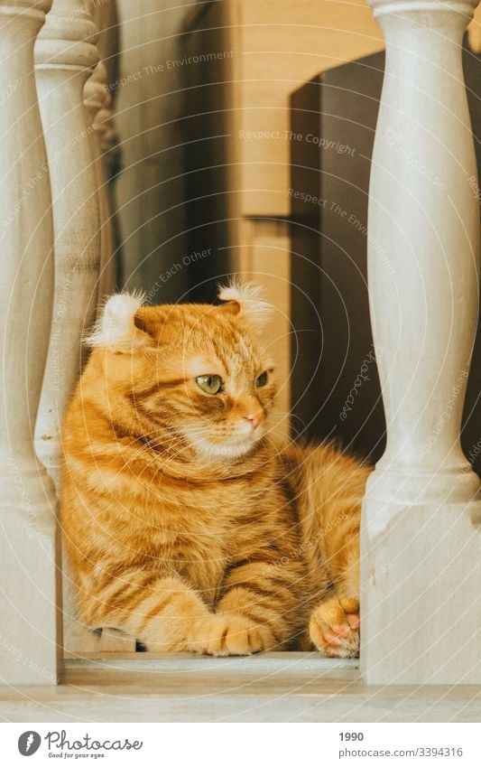 Orangene Katzenkühlung Haustier Tierporträt Hauskatze Katzenauge Katzenfreund sich[Akk] entspannen Erholung orange orange Katze Katzenbaby Kätzchen Katze