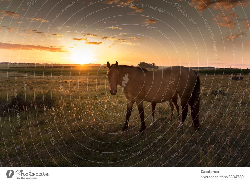 Gut versteckt hinter seiner seiner Mama sieht das Fohlen wie die Sonne am Horizont untergeht, die Gräser leuchten im Abendlicht Pferd Tier Tierjunges