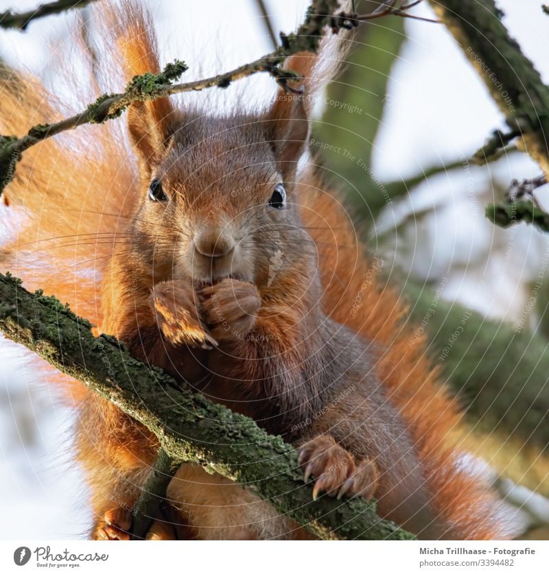 Fressendes Eichhörnchen im Baum Sciurus vulgaris Kopf Tiergesicht Auge Nase Ohr Pfote Krallen Fell Wildtier festhalten Schwanz Zweige u. Äste Schönes Wetter
