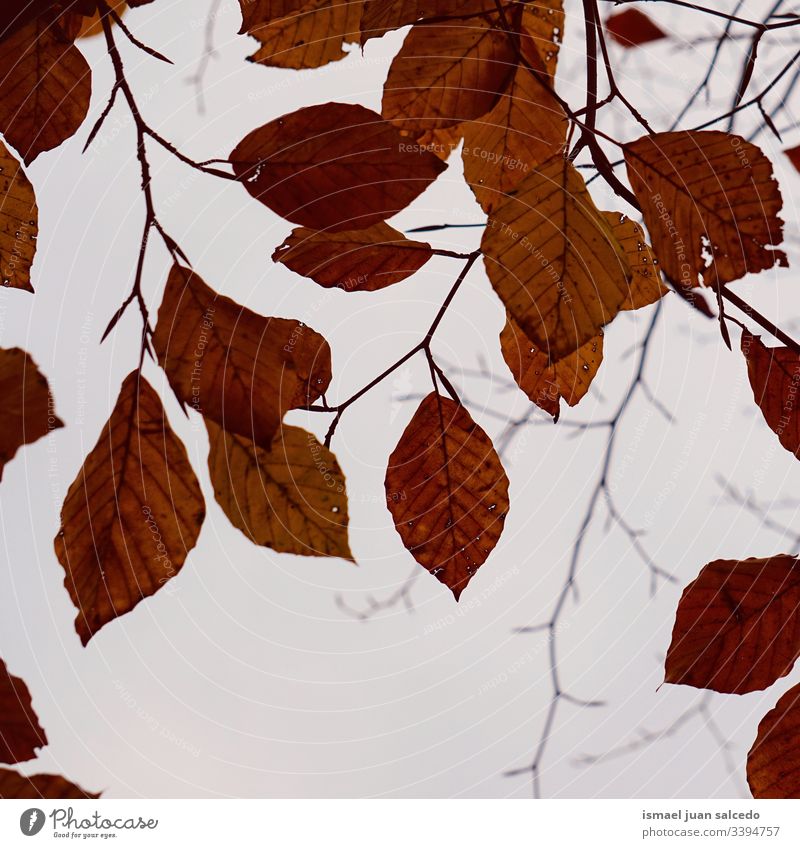 baumbraune Blätter in der Natur in der Wintersaison Baum Niederlassungen Blatt natürlich Laubwerk Saison abstrakt texturiert im Freien Hintergrund Schönheit