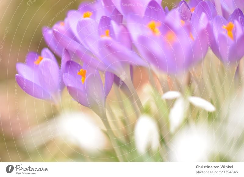romantische violette Krokusse Frühling Frühblüher Zwiebelblume purpur Natur Blume Außenaufnahme Frühlingsblume Blüte Schwache Tiefenschärfe Menschenleer