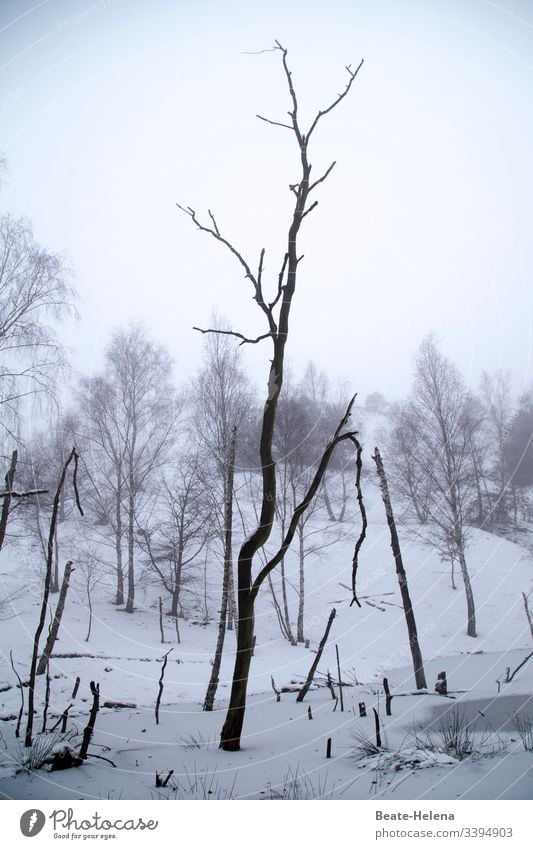 karge Winterlandschaft Schnee Krüppelbäume Außenaufnahme Landschaft kalt Natur Baum Baumstumpf Wasser Frost Eis Wald Wetter