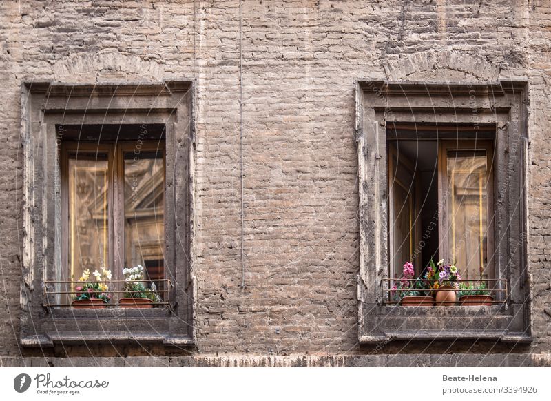 Stadtbilder: Spiegelung in mit Blumen geschmückten Fenstern eines dunklen Altbaues Blumenschmuck Lichtblick dunkel liebevoll pimp your home Menschenleer Haus
