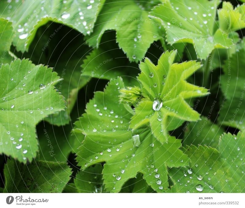 frisch! schön Gesundheit Wellness Leben harmonisch Umwelt Natur Pflanze Wassertropfen Frühling Sommer Klima Regen Blatt Grünpflanze Frauenmantel Garten Park