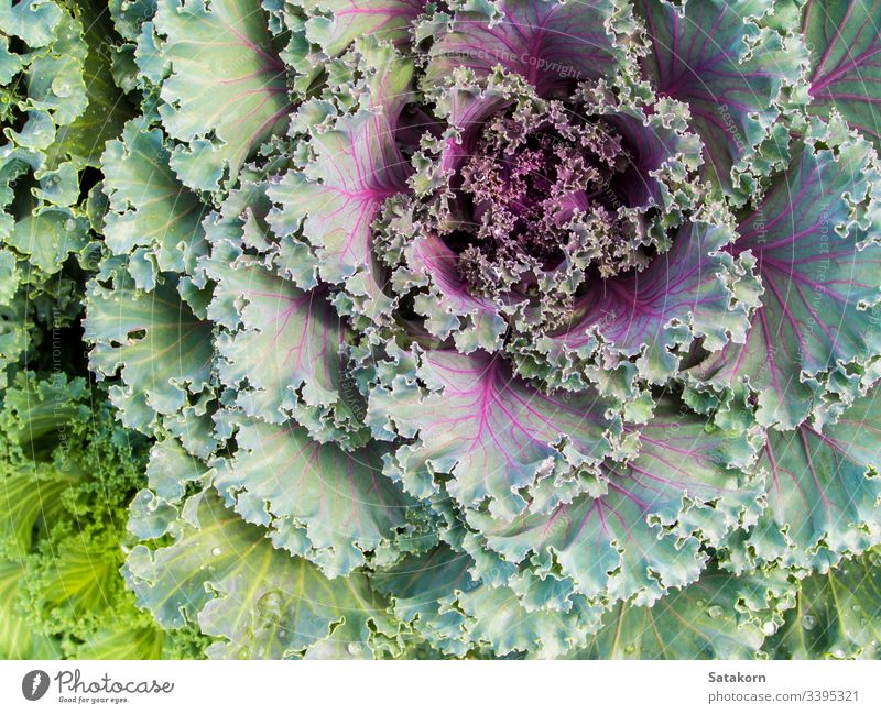 Frische Zierkohl und Kohl ornamental Kohlgewächse Kale frisch Blatt Natur purpur grün Hintergrund Garten Muster Textur Lebensmittel farbenfroh Pflanze dekorativ