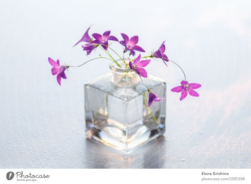 Blumenstrauß aus Wildblumen in einer Glasvase. Glocken Vase geblümt Hintergrund violett Fliederbusch magenta purpur Valentinstag 8. März Muttertag Hochzeit