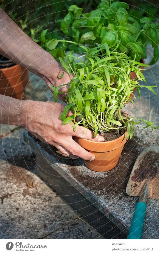 Hände, die frisches gesundes Grün in Tontopf einpflanzen, das später in der Küche in einer biogesunden Ernährung Verwendung findet Gartenarbeit Pflanzzeit