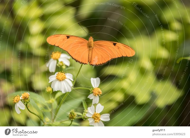 Schmetterling Insekt Fühler Natur Nahaufnahme sitzen Tier Tierporträt Flügel Detailaufnahme filigran Farbfoto exotisch Pflanze Blüte Blatt fliegen Park