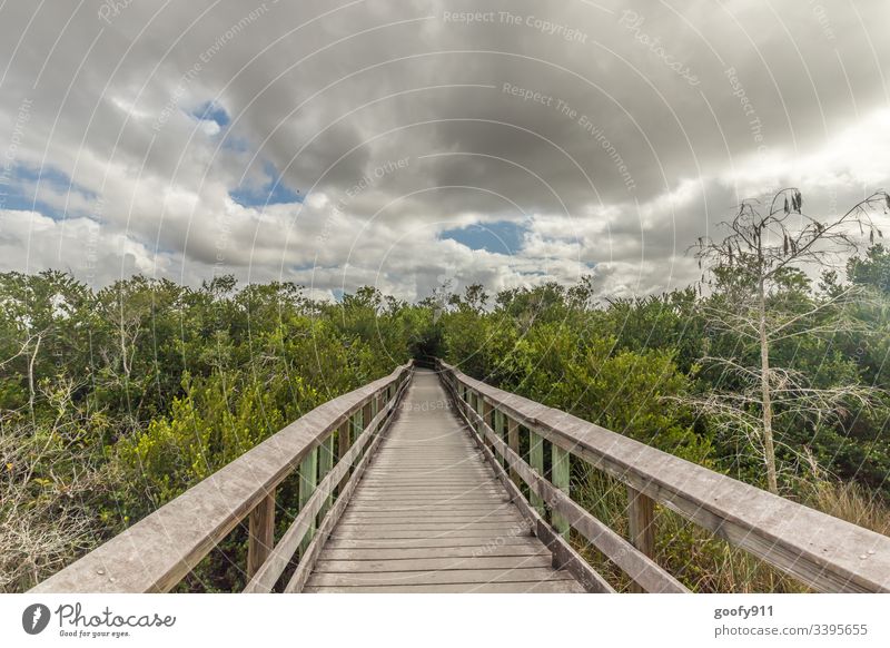Everglades Florida Steg Himmel Wald Außenaufnahme Landschaft Baum Farbfoto Umwelt Natur ruhig Wolken Menschenleer Idylle Ferien & Urlaub & Reisen Ausflug grün