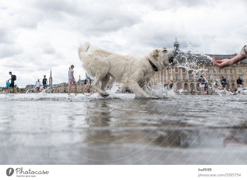 weisser Hund schnappt nach Wasser weiß weißhaarig Spielen bewegung agility Hand spritzen Altstadt Frankreich Wasserfläche Überschwemmung Bewegung Tier Freude 1