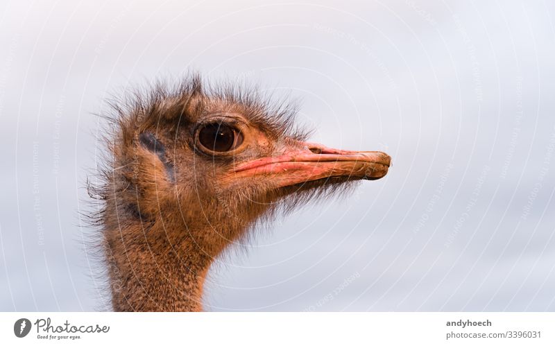 Straussenkopf in Nahaufnahme Afrika Afrikanisch Tier Hintergrund Schnabel groß Rechnung Vogel braun Kamelus abschließen Auge Gesicht Bauernhof Fauna Angst