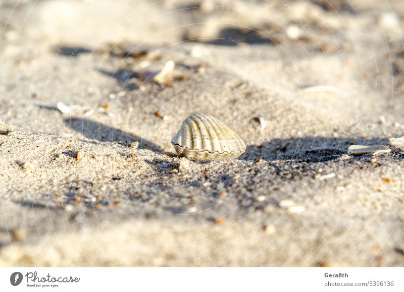 kleine Muschel auf Sand in Nahaufnahme Strand abschließen Küste gewellt Abend geriffelt jugate Makro Morgen gerippt ribby MEER Schatten Ufer sonnig wellig weiß
