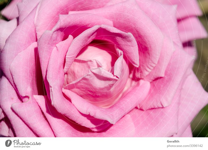 Blume rosa Rose Nahaufnahme Makro Hintergrund Hellrosa Blütenknospen geblümt Blumenrose Natur Blütenblatt rosa Blume Romantik Roséwein