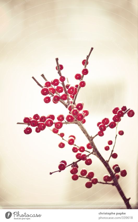 Stechpalmen-Beeren Pflanze Winter Sträucher Holz Blühend rot Weihnachten & Advent Weihnachtsdekoration Ilex Vogelbeeren Dekoration & Verzierung Zweige u. Äste