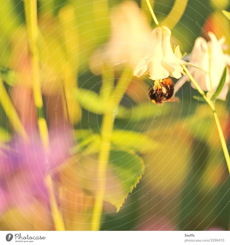 Ein Hummel hängt kopfüber von einer Sommerblume Blume Blüte blühen sommerlich Garten warme Farben Sommergarten sonniger Tag idyllisch Pflanze Unschärfe Insekt