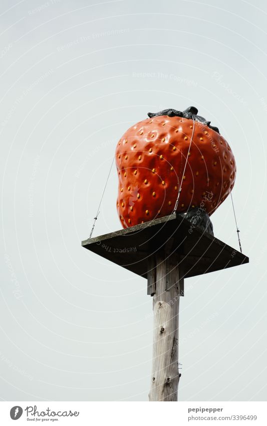 Erdbeere auf einem Holzpodest für Erdbeer-Verkaufsstand Erdbeeren Frucht rot Lebensmittel Farbfoto lecker Ernährung frisch Nahaufnahme Menschenleer