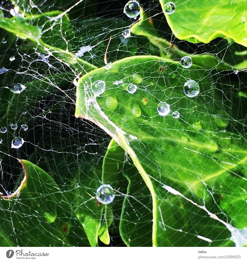 Morgentau auf Spinnennetz Tropfen Wetter Blatt Blattadern blattgrün