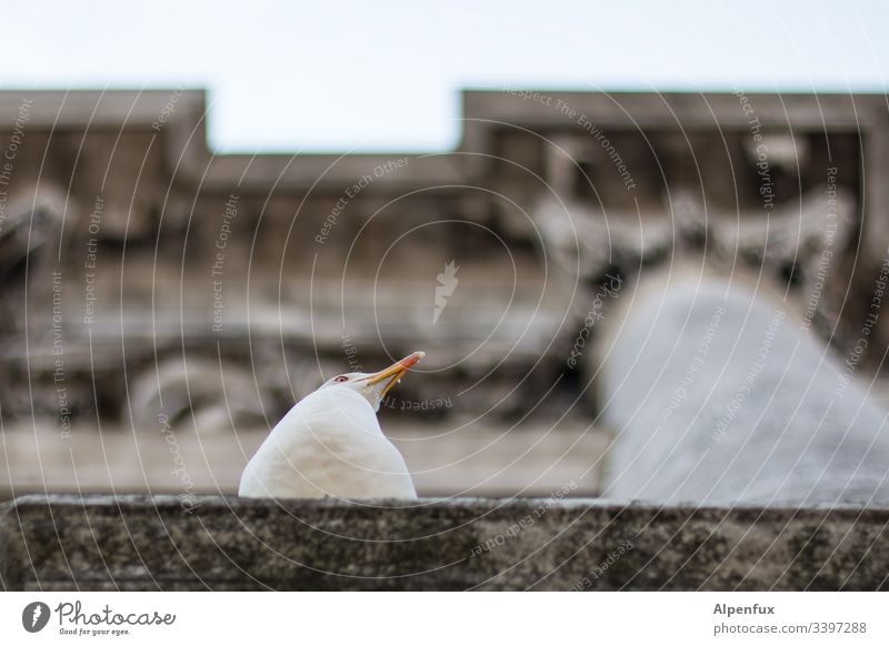 Desinteresse Möwe Möwenvögel Säule Bauwerk Außenaufnahme Tier Vogel Farbfoto Menschenleer Venedig Tierporträt Schwache Tiefenschärfe Tag Natur