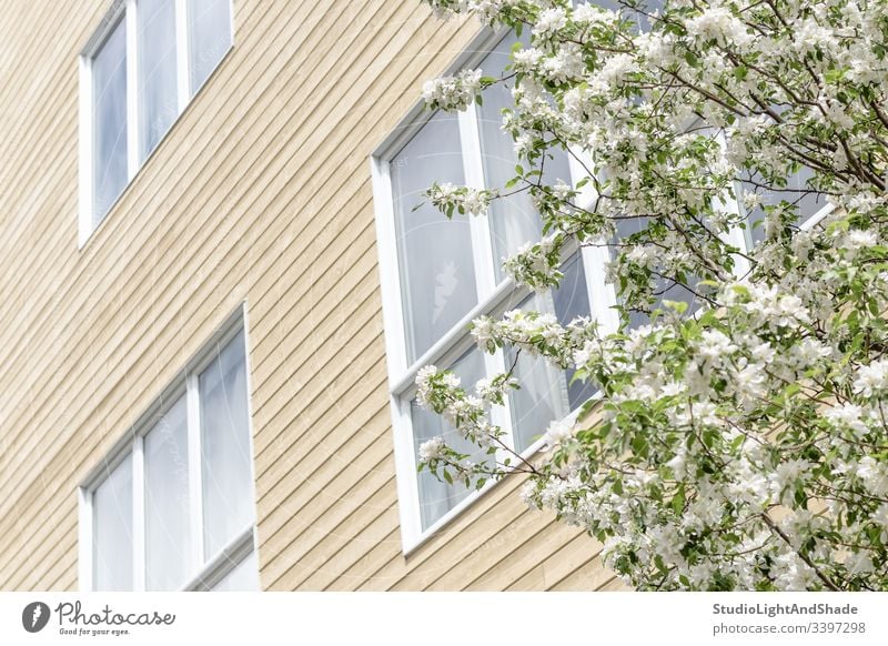 Blühender Baum und Fenster eines modernen Gebäudes Haus Fassade Bäume Blüte Frühling Ast Niederlassungen Blütezeit Überstrahlung Blumen Kirschbaum Apfelbaum