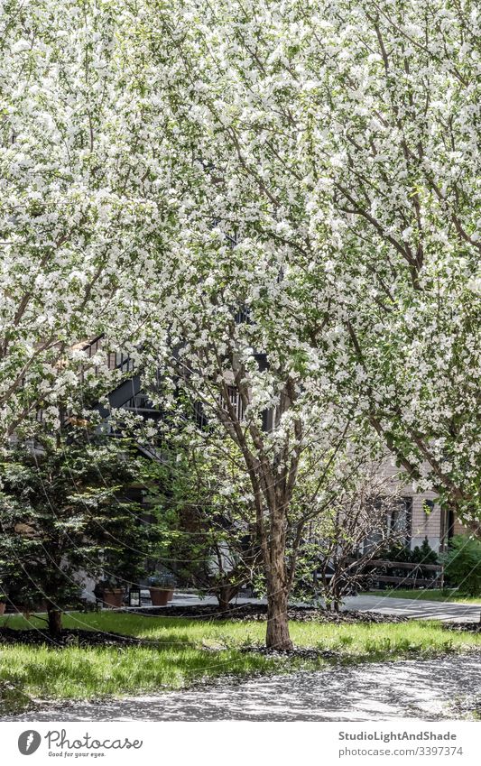 Weiß blühender Baum, der auf der Terrasse wächst Bäume Blüte Frühling Garten Gartenarbeit Orchidee Ast Niederlassungen Blühend Blütezeit Überstrahlung Blumen