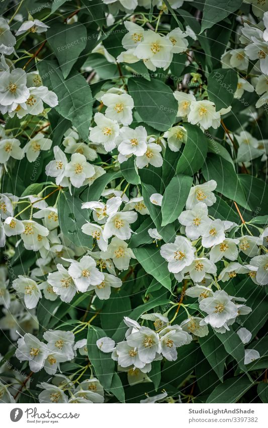 Hintergrund mit weißen Jasminblüten Blumen Blütenblätter Frühling Blätter Blühend Blütezeit Überstrahlung Kanada Kanadier urban gelb grün Laubwerk Garten