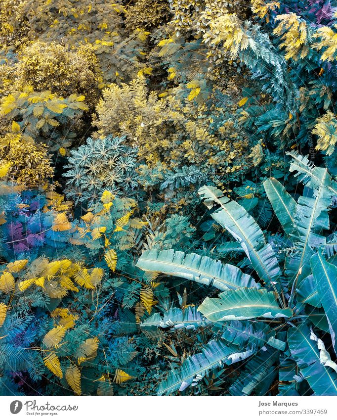Dschungel mit Pflanzen in der Natur natürlich grün Botanik Detailaufnahme Nahaufnahme Urwald Makroaufnahme Hintergrundbild Florida tropisch